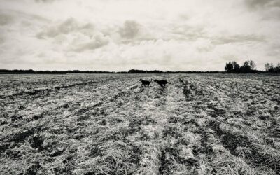 Futtatás a Csallóközben