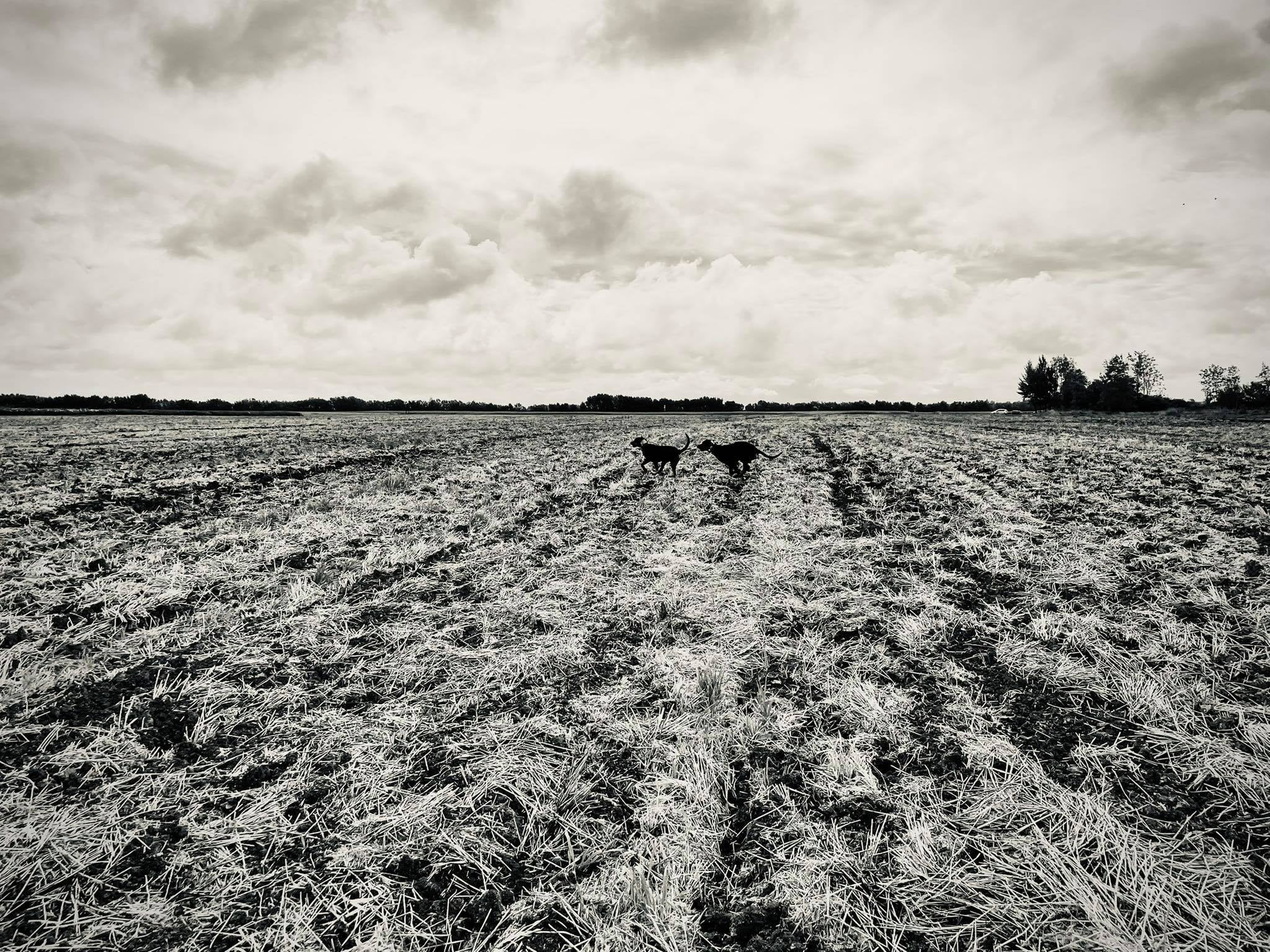 Futtatás a Csallóközben