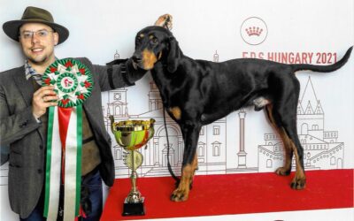 Dongó és Cohárd az év végi megmérettetésen