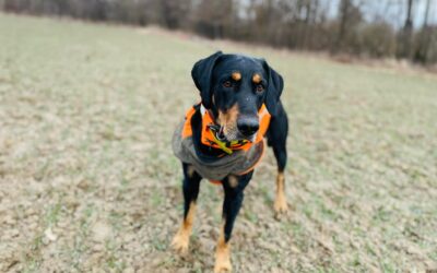 Ismét az Őrségben