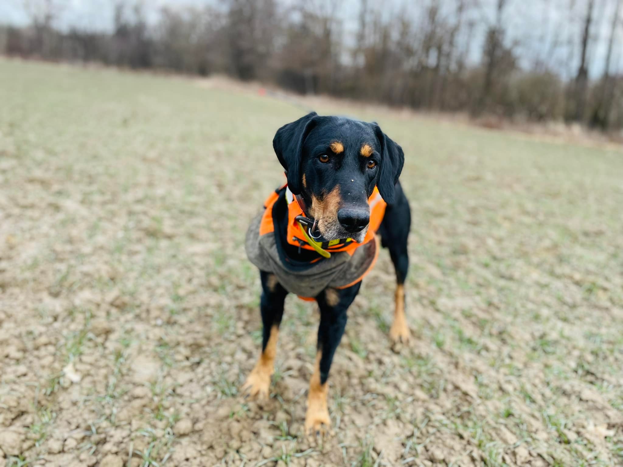 Ismét az Őrségben