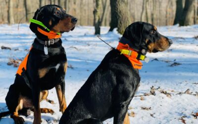 Hó a Tolnai dombságban