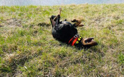 Újabb nyári barangolásaink