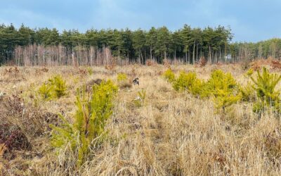Árkok és tüskebozót