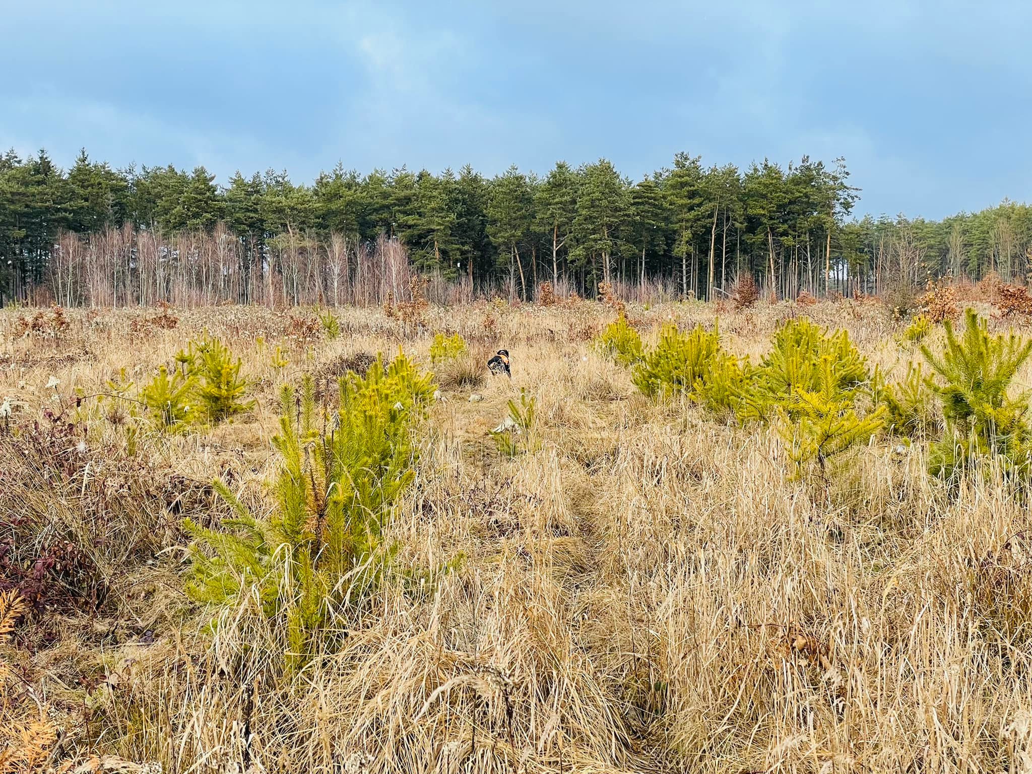 Árkok és tüskebozót