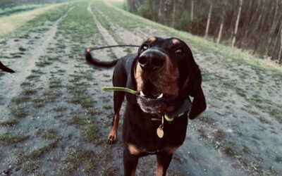 Barangolás a Mogyoródi-patak mentén