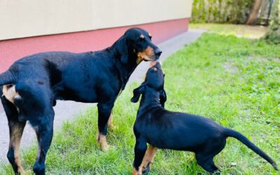 Zete ismerkedik a nagyokkal