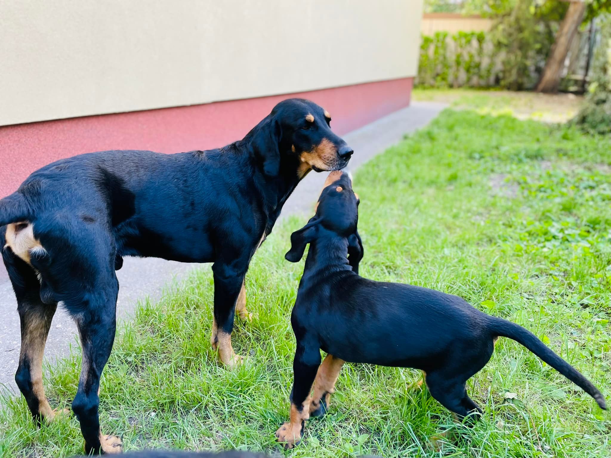 Zete ismerkedik a nagyokkal
