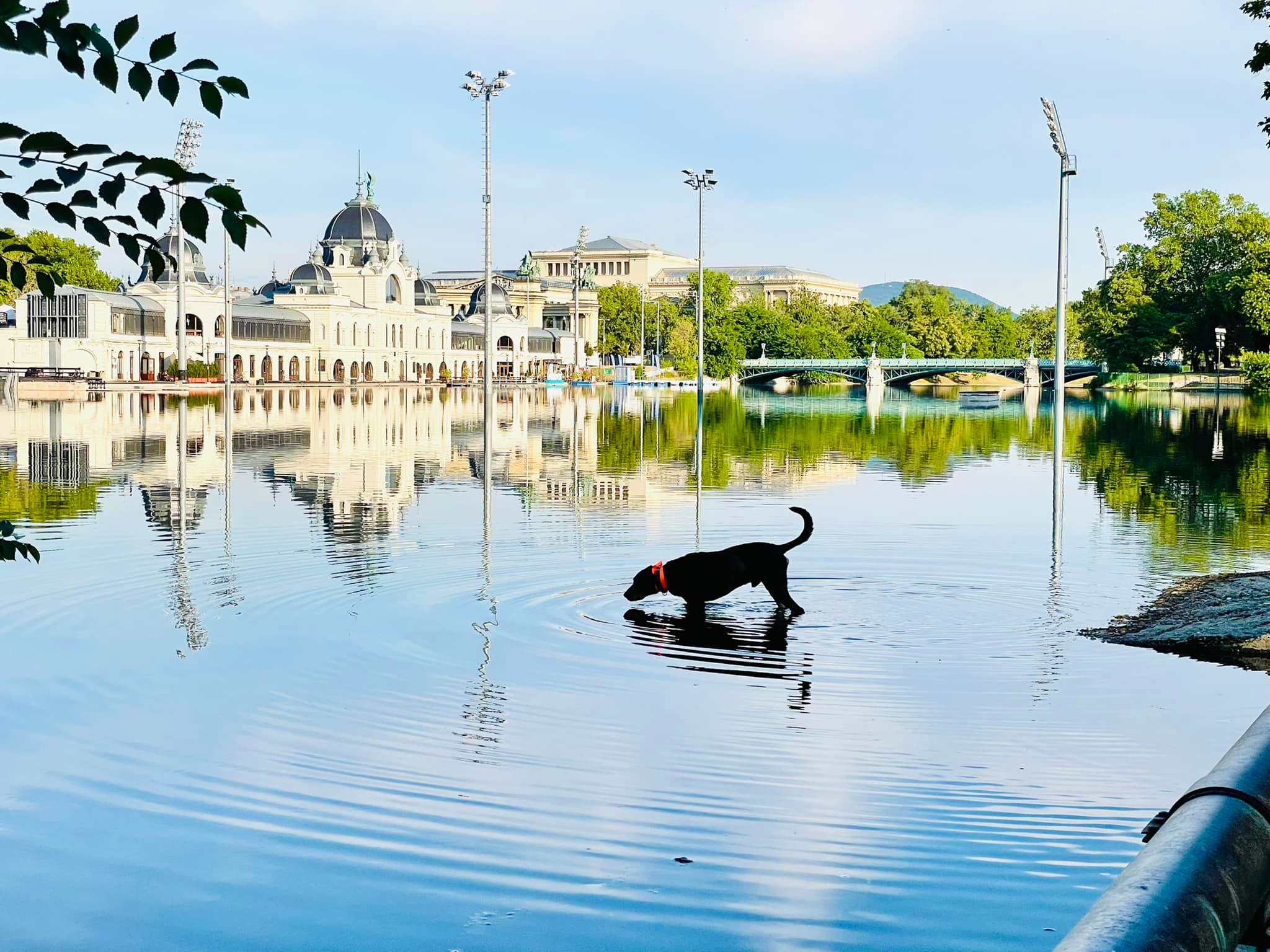 Hajnali séta a Ligetben