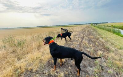 Újabb kopós csavargásaink a Csallóközben