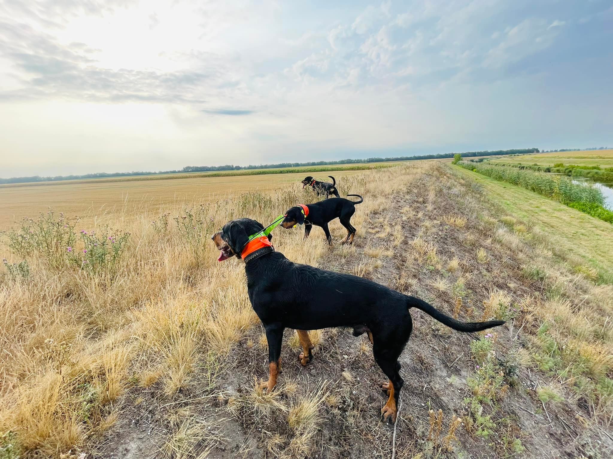 Újabb kopós csavargásaink a Csallóközben