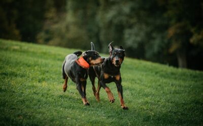 Forgatunk, fotózkodunk, pózolunk