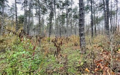 Vaddisznók és dámok földjén