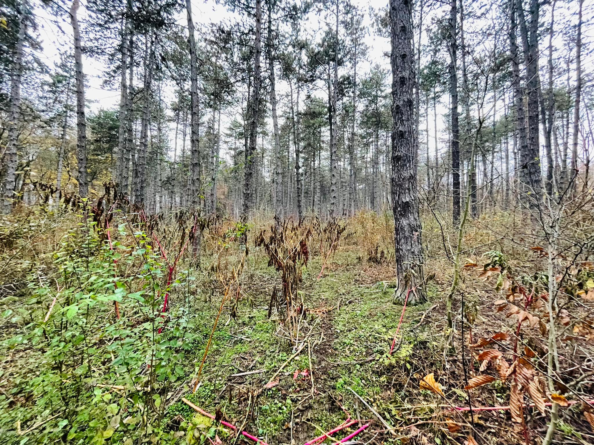 Vaddisznók és dámok földjén