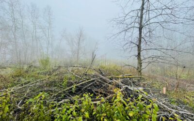 Ártéren és nádban