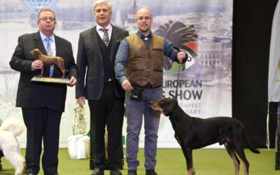 Dongó a 2022. év erdélyi kopója