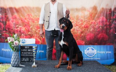 Sárvár Summer CACIB Show Zetével