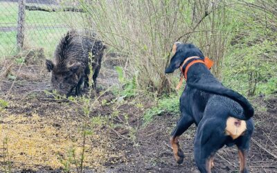 Tavaszi disznóskerti gyakorláson jártunk