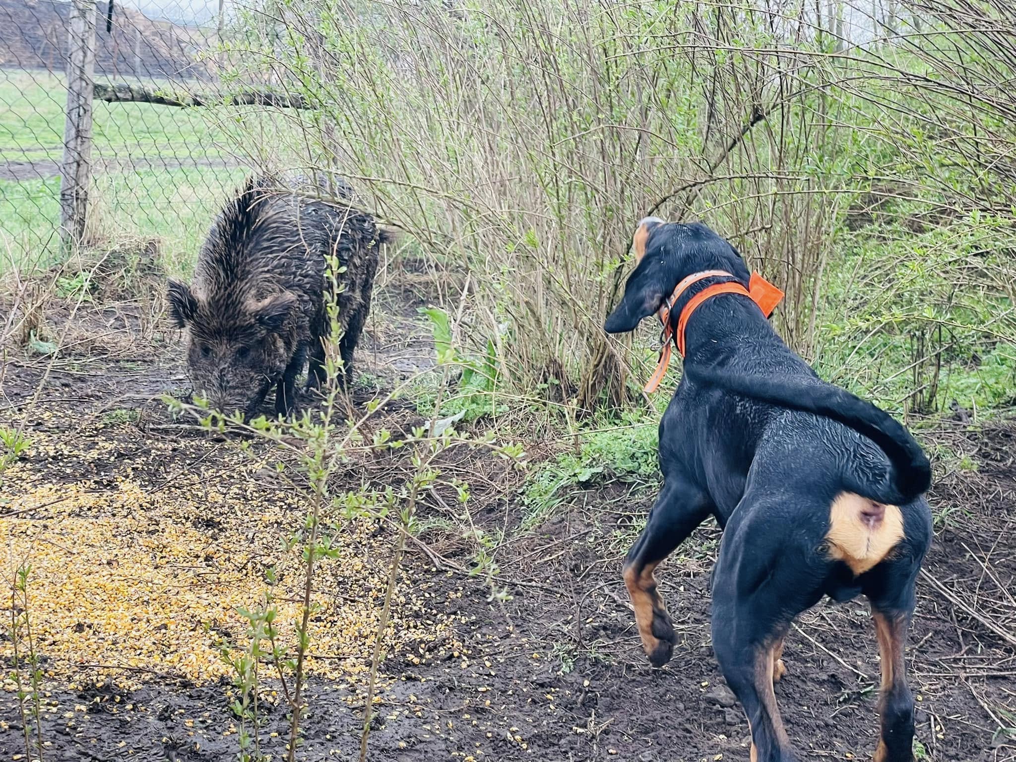 Tavaszi disznóskerti gyakorláson jártunk
