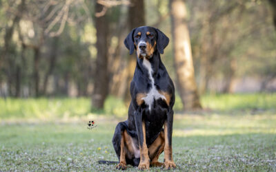 Legfiatalabb erdélyi kopónk, Vértesfia Ugod „Zete” – Karikás Kupa Bajnoka