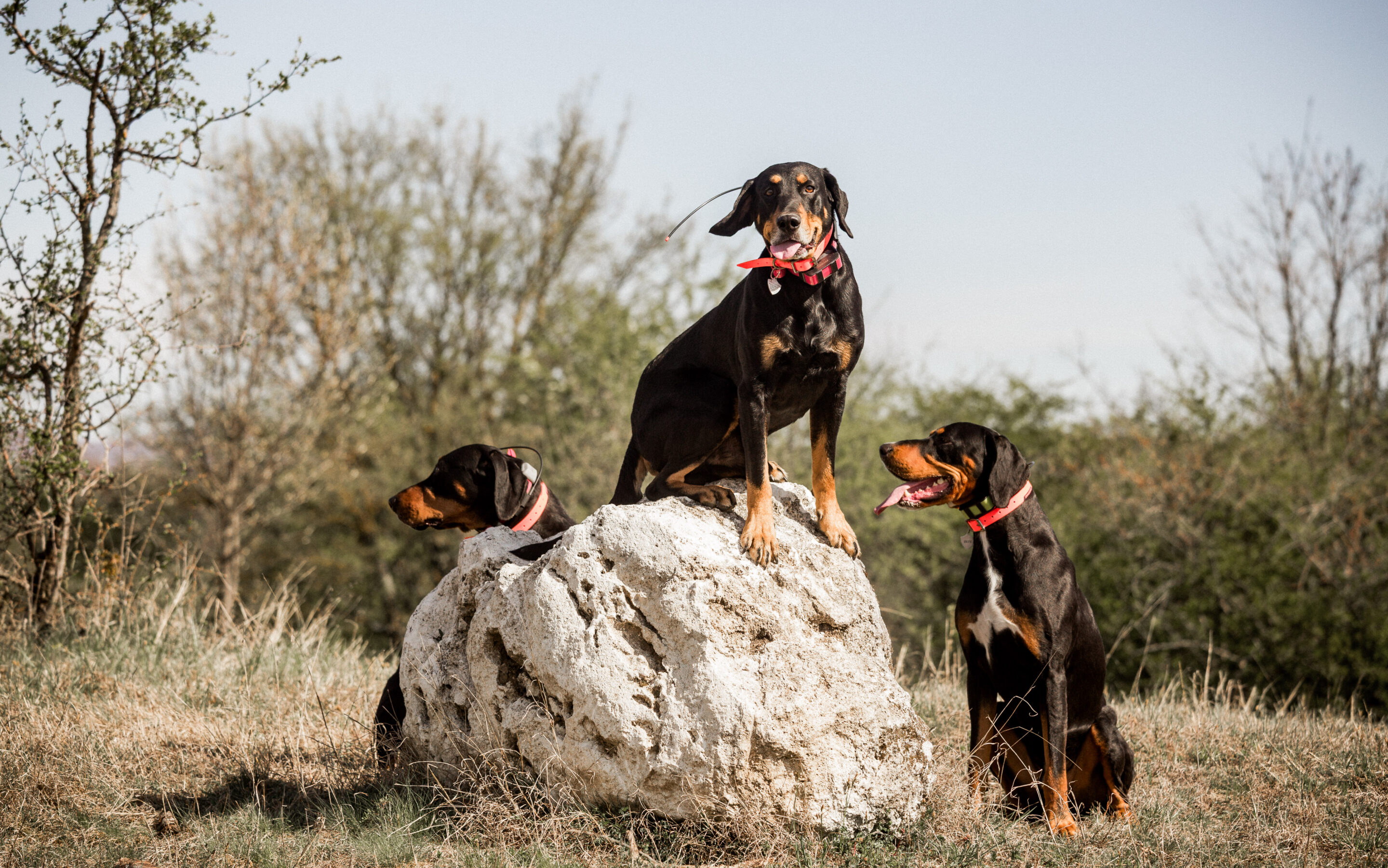 Ivor Andrea természetfotósnál jártunk a Börzsönyben