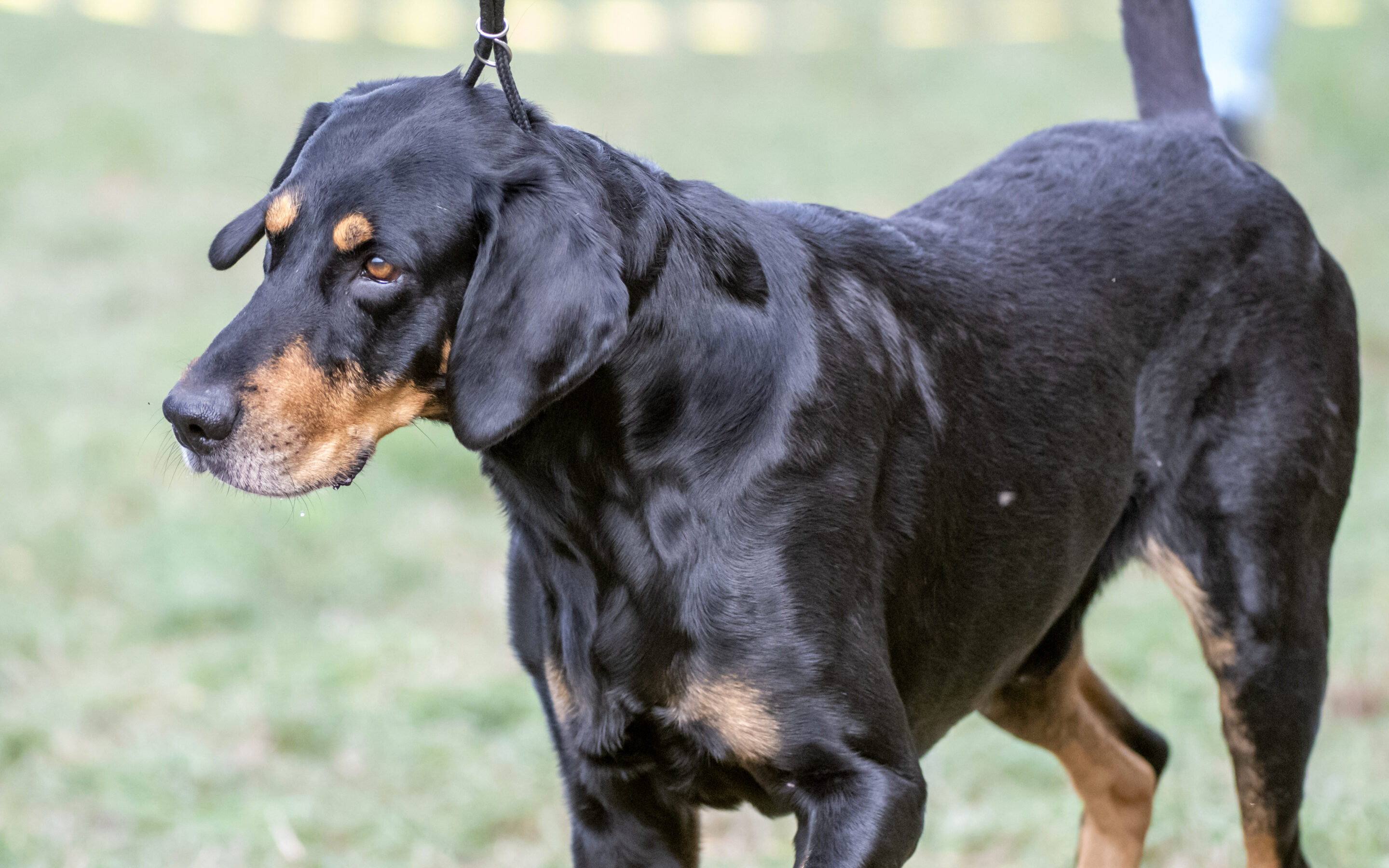 Zete ismét a Magyarországi Erdélyi Kopó Klub Felnőtt Klubgyőztes kanja