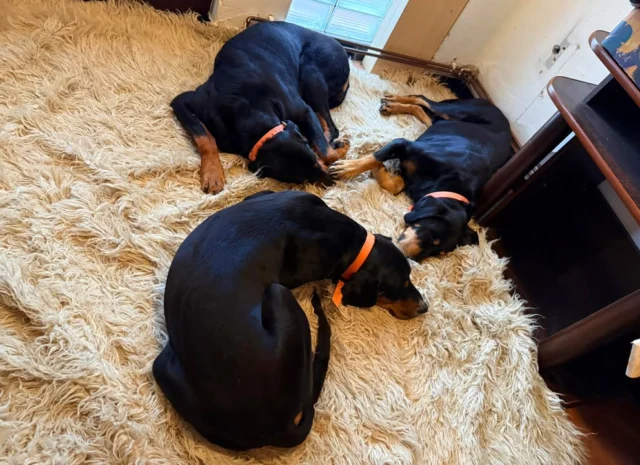 “A boldog kutya a fáradt kutya.” (Ismeretlen eredetű népi bölcsesség)Hetek óta készülünk a vadászidényre. Nagyot futottak a fiúk.😉#erdélyikopó #transylvanianhound #kiütve #training #aftertraining #running #goodnightworld