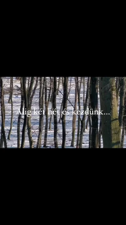 Alig két hét és kezdődik a vadászidényünk. Zete harmadik, Cohárd ötödik és Dongó hatodik idénye. Jól sikerült a felkészülés, kellett is, mert erős szezonnak nézünk elébe. Szokott módon beszámolunk majd a vadászatokról. #erdélyikopó #transylvanianhound #hunting #biggamedogs #vadászat #vaddisznóhajtás