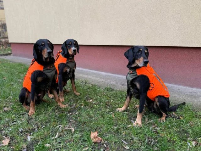 TESZTÜZEM INDULÚj védőmellényeink tesztelése zajlik az erdélyi kopóinkkal – jövő héten indul az éles bevetés!🐾Emellett kipróbálunk egy hőtartó, melegítő mellényt is, amelyet a hideg napokon, illetve a vadászatok során, a hajtások közötti átállásokkor és a vadászat végén fogunk használni.🔥#vadászat #tesztelés #védőfelszerelés #védőmellény #decathlon #solognac #felkészülés