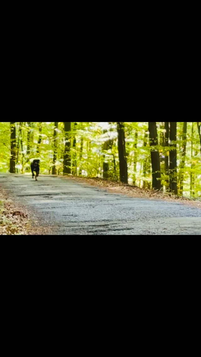 Előadás után megfuttatjuk a fiúkat. Zete a festői erdei környezetben nyargal a hívásunkra. #kopóvilág #előadás #Zete #futás #örömboldogság 😁