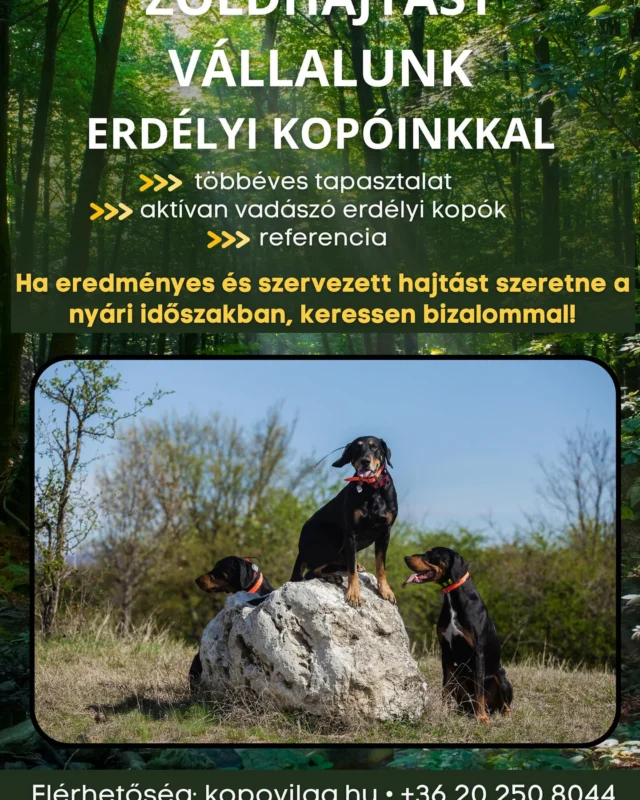 #kopóvilág #zöldhajtás #erdélyikopó #nyár