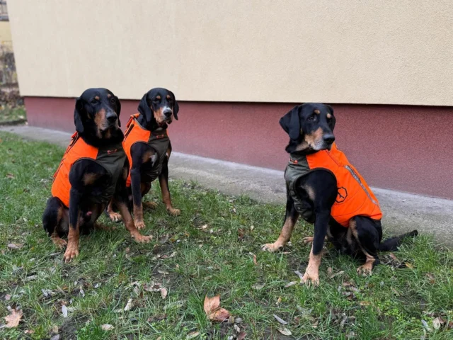 TESZTÜZEM INDULÚj védőmellényeink tesztelése zajlik az erdélyi kopóinkkal – jövő héten indul az éles bevetés!🐾Emellett kipróbálunk egy hőtartó, melegítő mellényt is, amelyet a hideg napokon, illetve a vadászatok során, a hajtások közötti átállásokkor és a vadászat végén fogunk használni.🔥#vadászat #tesztelés #védőfelszerelés #védőmellény #decathlon #solognac #felkészülés
